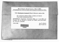Uromyces muscari image